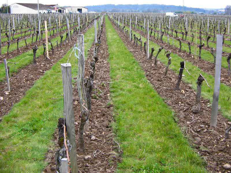 sown grass