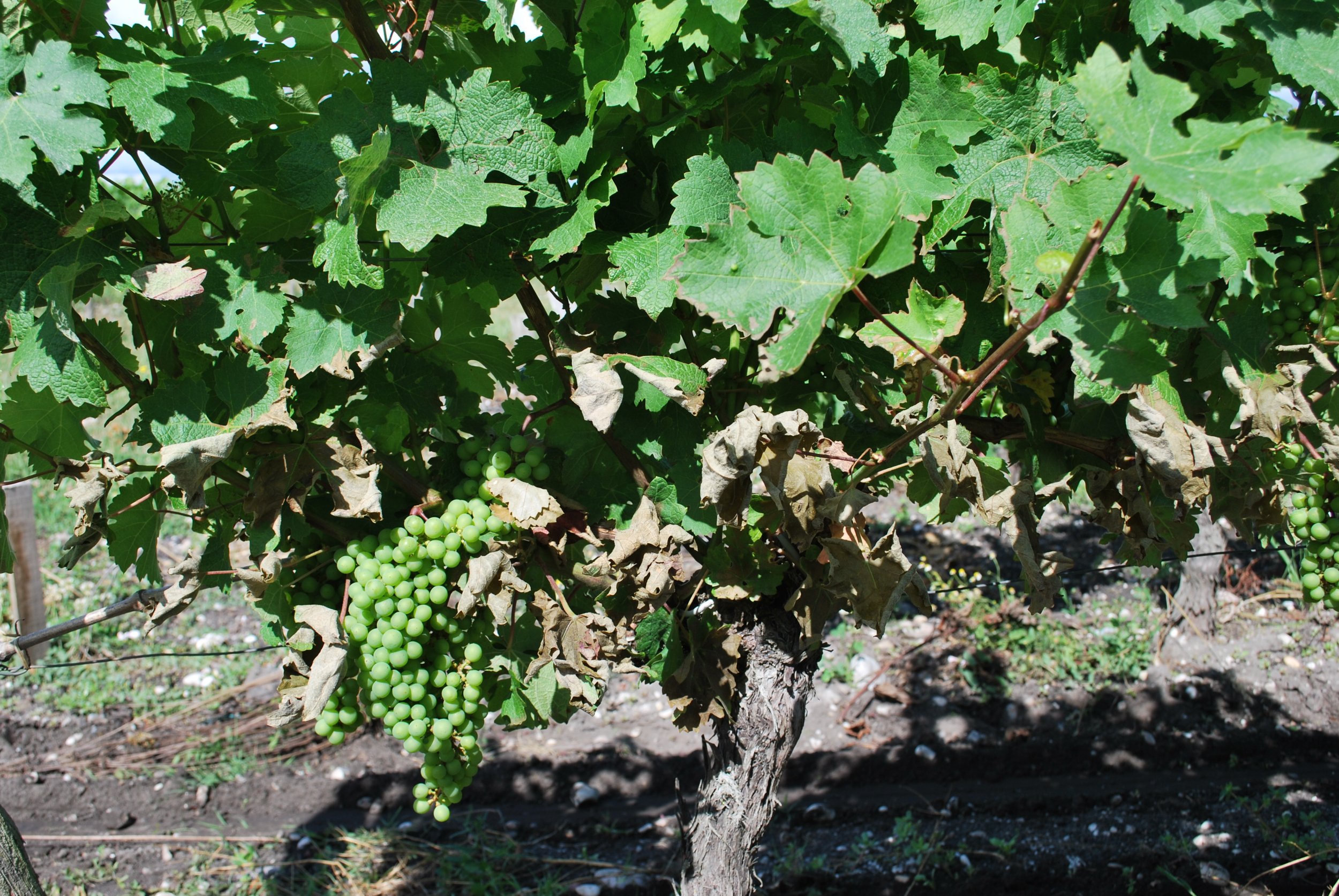 Vigne après effeuilleuse thermique - Souslikoff