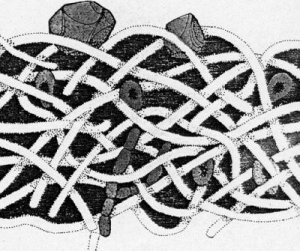 Schéma tamisage - adsorption - filtre profondeur