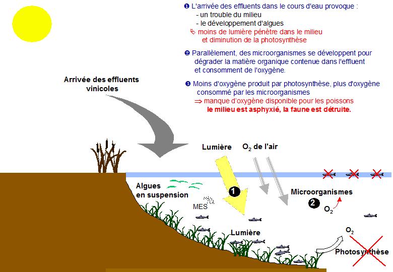 Impact des effluents sur le milieu aquatique