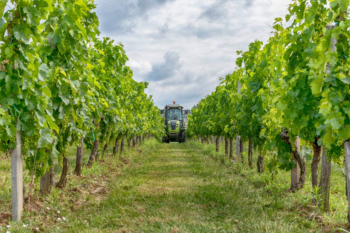 pulvérisateur en démonstration dans des rangs de vigne