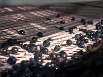 Grains de raisin passant par les perforations de tapis Tommy CMA © photo Frédérique Priou CA33