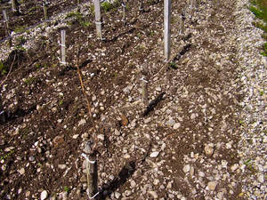 Travail du sol et entretien du sol de la vigne