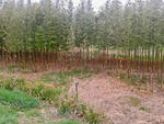 Phytoremédiation bambous photo A. Desenne CA33
